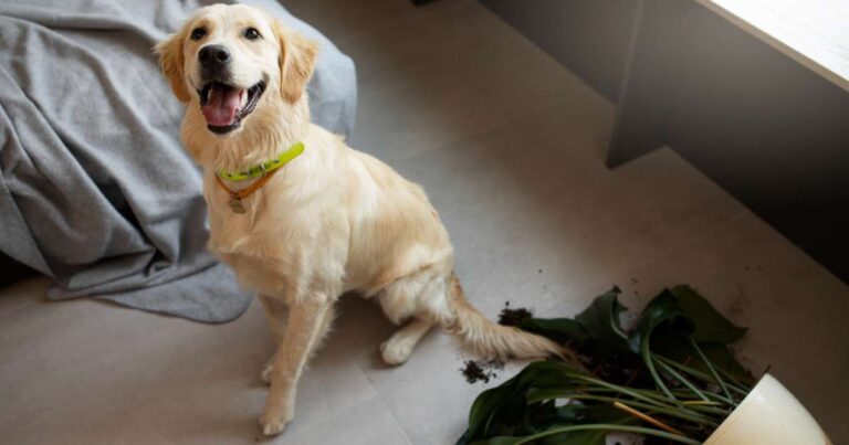 Il cane e l'ansia da separazione