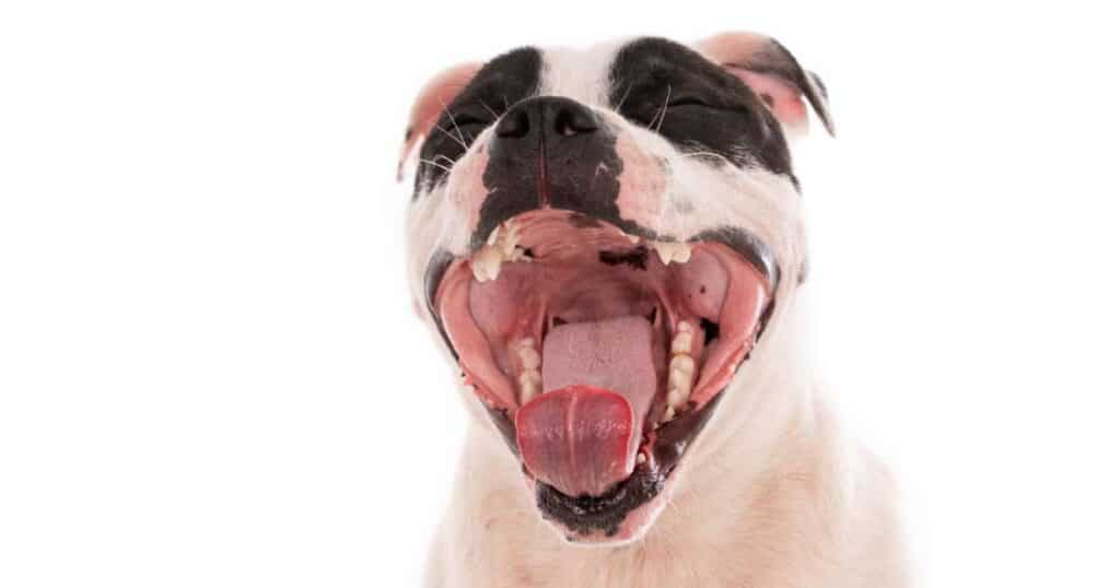 Sbadiglio: contagioso anche per il cane!