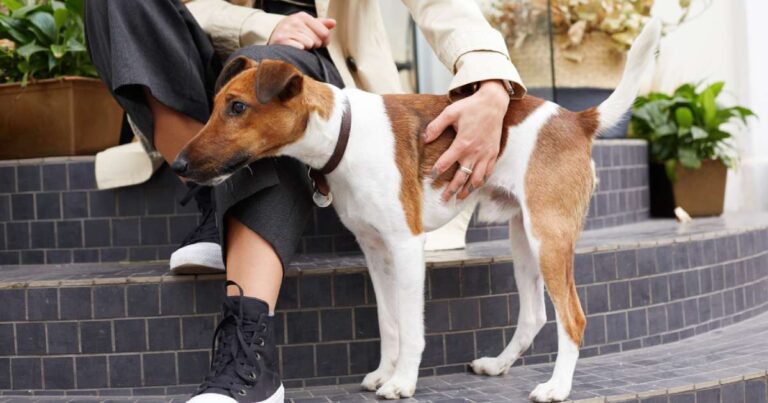 Scodinzolo del cane: sinonimo di coccole?