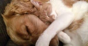 Cane e gatto: un'amicizia sincera