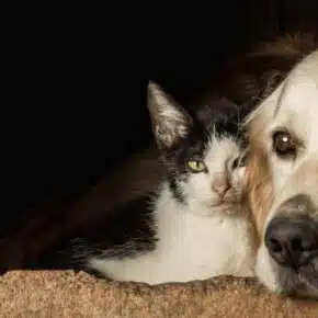Cane e gatto: un'amicizia sincera