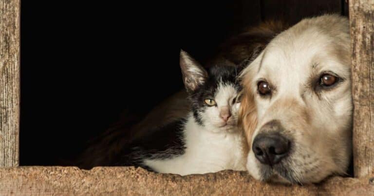 Cane e gatto: un'amicizia sincera