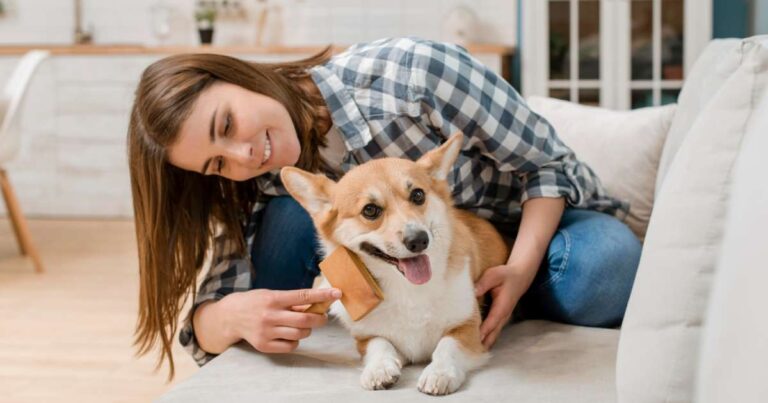 Spazzolare il cane