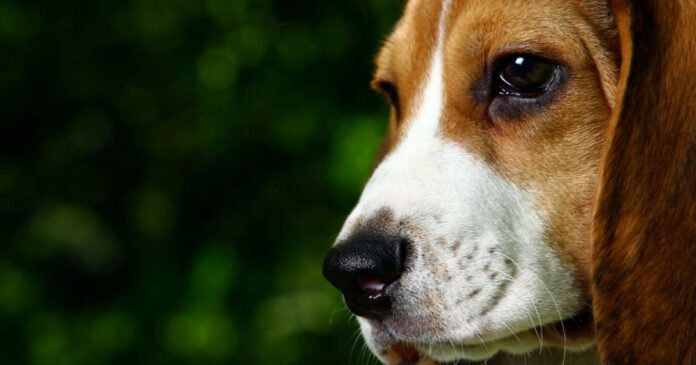 Beagle salva segugio intrappolato nel bosco
