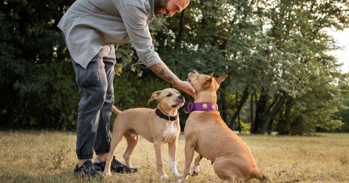 CAE-1, il Test di Controllo dell’Affidabilità e dell’Equilibrio Psichico per Cani e Padroni Buoni Cittadini