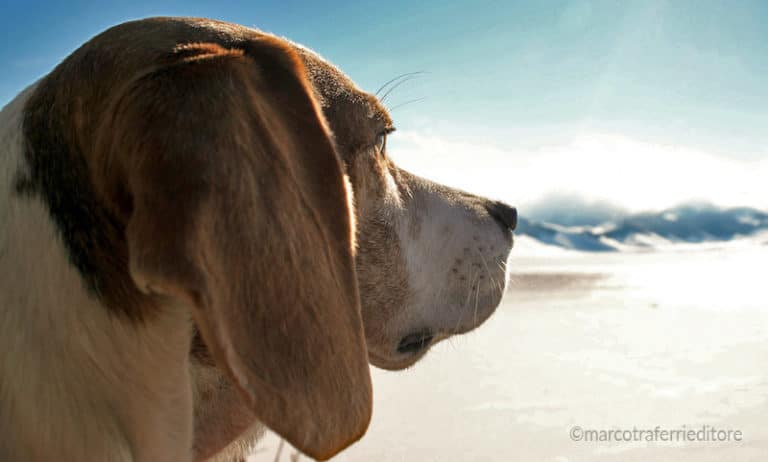 Cani sulla neve: come proteggerli