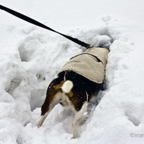 Cani sulla neve: come proteggerli
