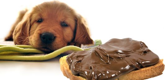 Cani e cioccolato