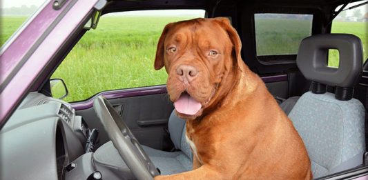 Cani in auto: come farli viaggiare
