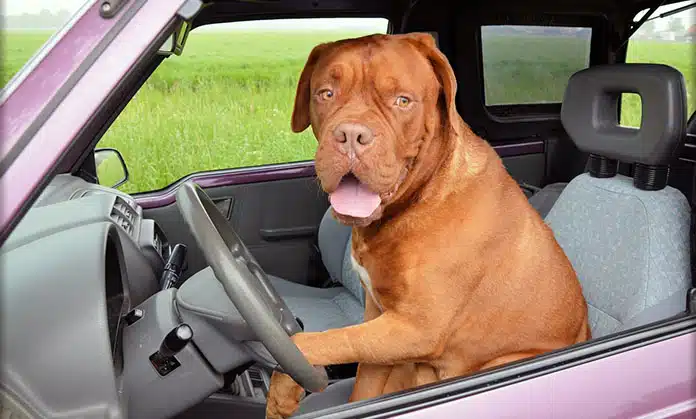 Cani in auto: come farli viaggiare