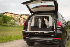 Cani in viaggio: il trasportino