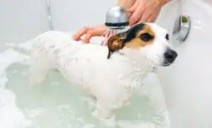 Come e quando fare il bagno al cane: 6 consigli utili