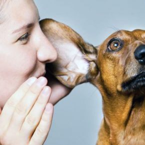 Parlate al vostro cane: vi capisce