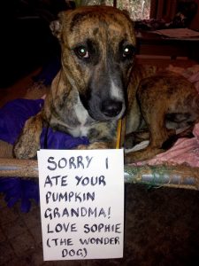 Shaming Dog, il sito dei cani che provano vergogna