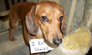 Shaming Dog, il sito dei cani che si vergognano dopo un guaio