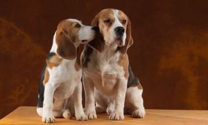 Allevare Beagle: intervista ad Alberto Calbucci