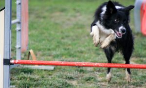 Migliorare la vita del cane: agility dog