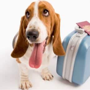 Dog with suitcase and passport