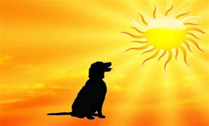 Cane: colpo di sole e colpo di calore