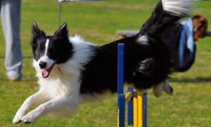 In forma con il cane: ecco come