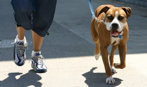 In forma con il cane: ecco come