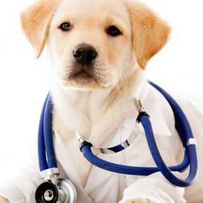Cani e Pet Therapy: Quali le razze più adatte?