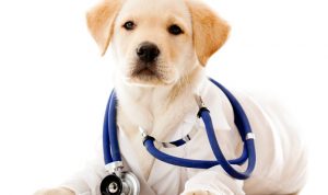 Cani e Pet Therapy: Quali le razze più adatte?