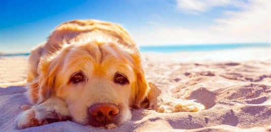 Cane: colpo di sole e colpo di calore