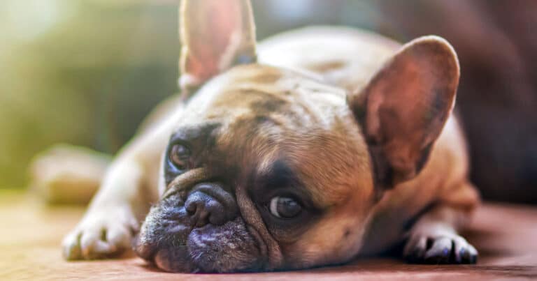 Tenere un cane in una casa piccola e sporca può costituire reato di abbandono