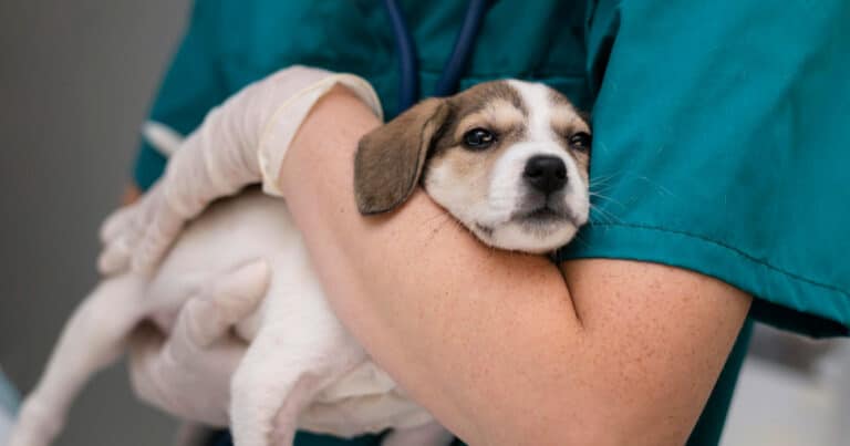 Nasce il primo ospedale veterinario pubblico a Roma