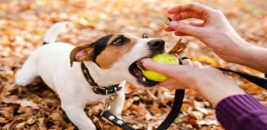 Giocare con il cane: quanto è importante