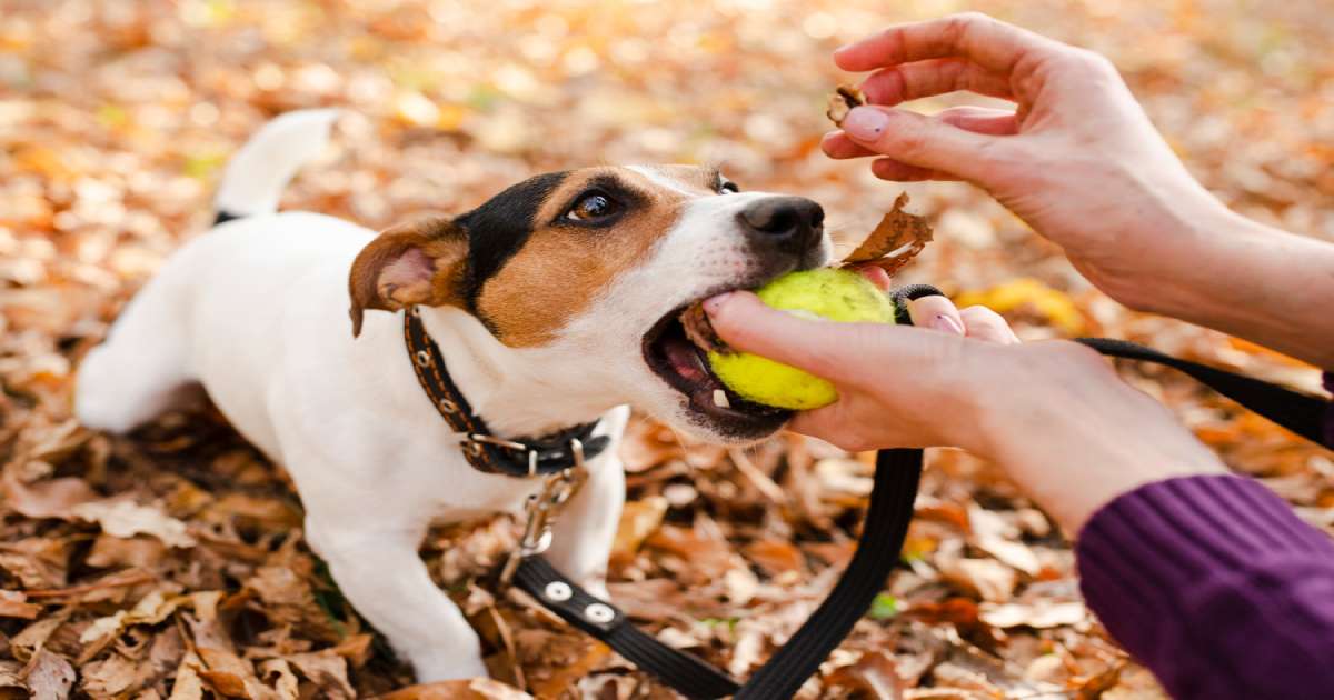 Giocare con il cane: quanto è importante