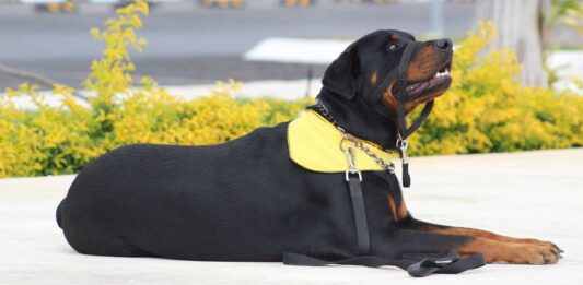 Condanna per il proprietario che non tiene dovutamente a bada il cane