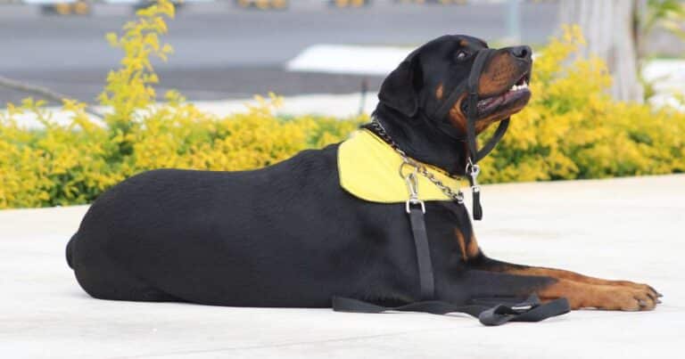 Condanna per il proprietario che non tiene dovutamente a bada il cane