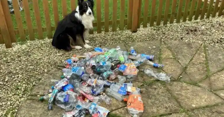 Scruff, il cane ecologista che recupera le bottiglie di plastica
