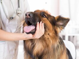 Artrosi del cane: cosa è e come gestirla
