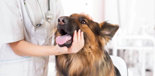 Artrosi del cane: cosa è e come gestirla