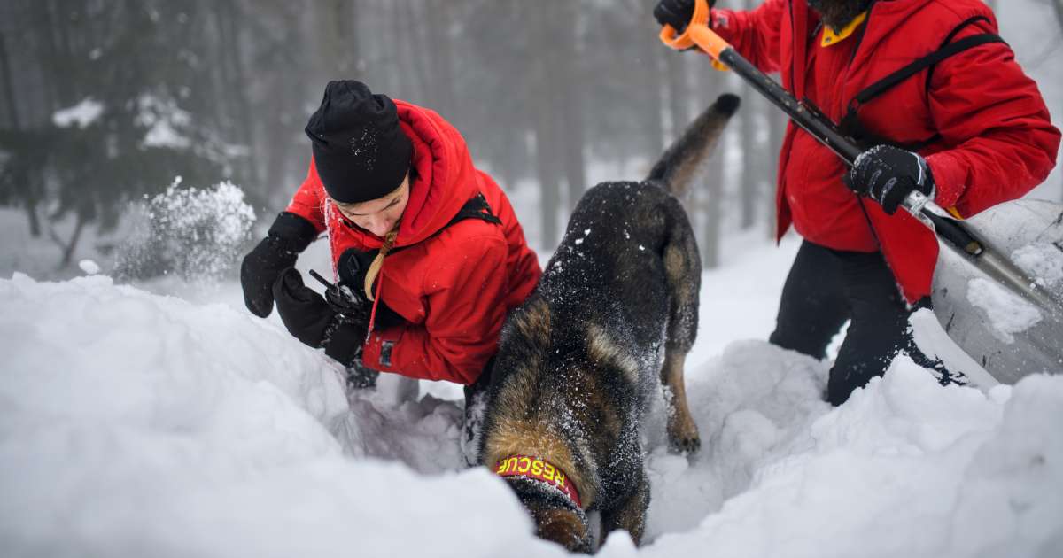 Cani da valanga: una preziosa risorsa per le squadre di soccorso