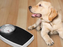 Il tuo cane potrebbe essere in sovrappeso? Cosa fare