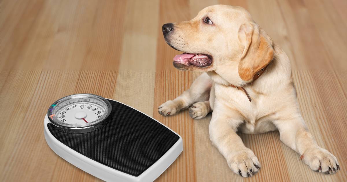 Il tuo cane potrebbe essere in sovrappeso? Cosa fare