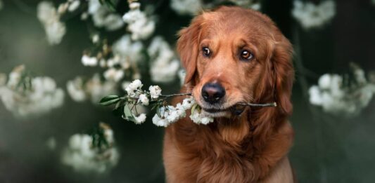 L'utilizzo dei fiori di Bach per il benessere del cane