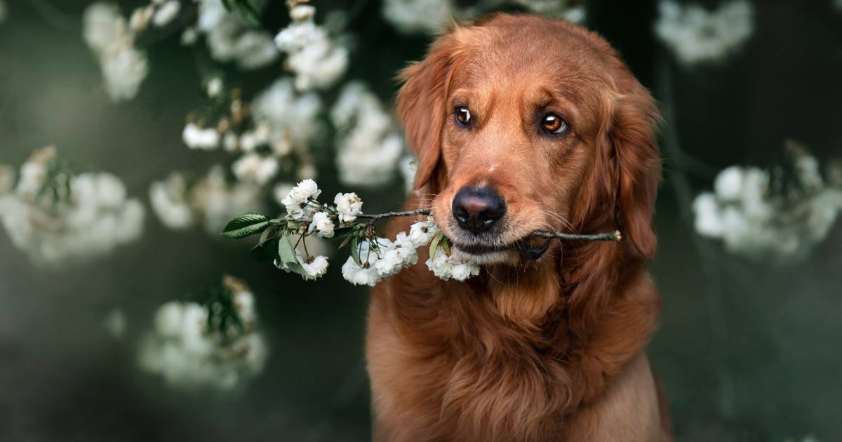 L'utilizzo dei fiori di Bach per il benessere del cane