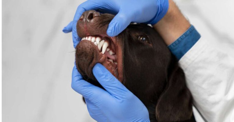 L’igiene dentale del cane