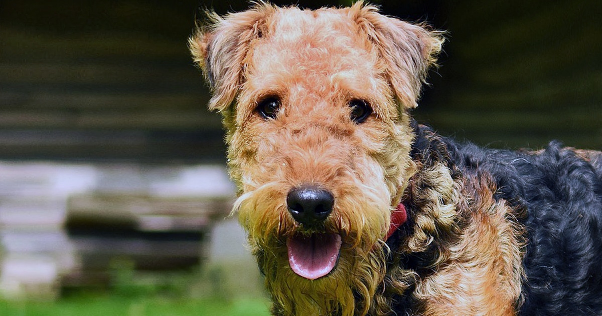 Airedale Terrier: cane coraggioso, affettuoso e pieno di vita
