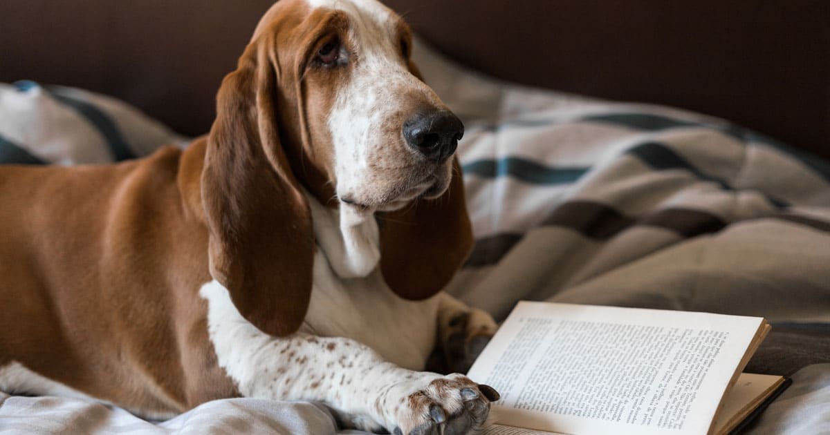Basset Hound: cane pacifico, affettuoso, innamorato della propria famiglia