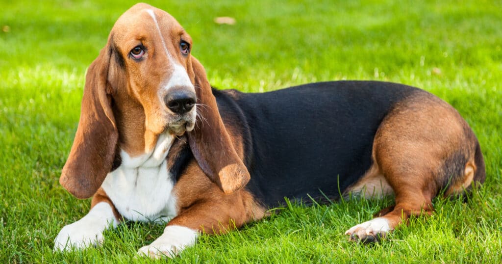 Basset Hound: cane pacifico, affettuoso, innamorato della propria famiglia