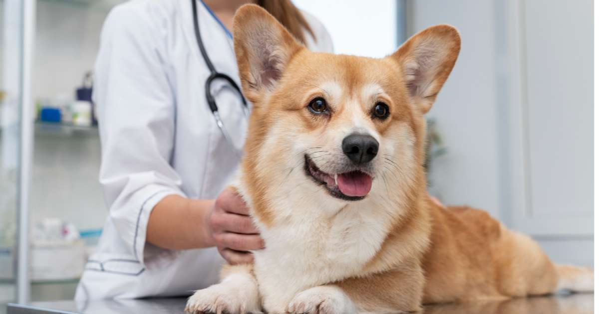 Detrazione spese veterinarie cane