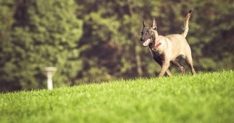 Chiropratica: utile per la salute del cane?