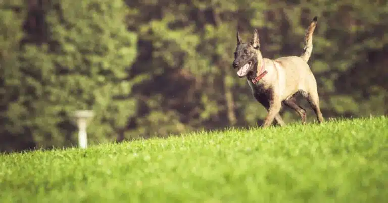 Chiropratica: utile per la salute del cane?