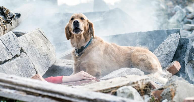 utilizzo dei cani nei soccorsi dopo un terremoto: come i cani salvano vite umane